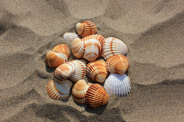 Fototapeta na wymiar Shells on the beach, Zakynthos island, Greece