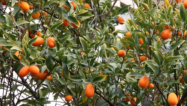 Small exotic orange Kinkan, or Kumquat (Fortunella Swing)