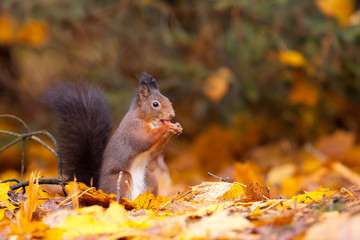 Red Squirrel in the forest eating a peanut