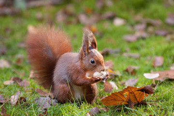 Red squirrel eating a peanut