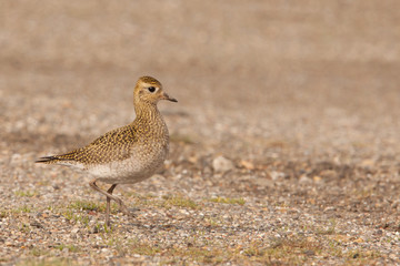 Golden Plover (Pluvialis apricaria) walking