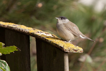 Male Blackcap on a garden fence