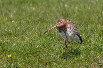 Black tailed Godwit scratching its head