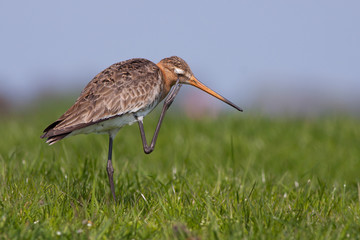 Black tailed Godwit scratching its head Close-up