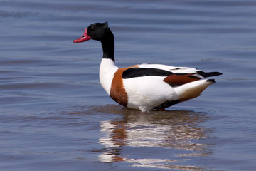 Common Shelduck (Tadorna tadorna)