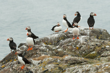 A group of puffins