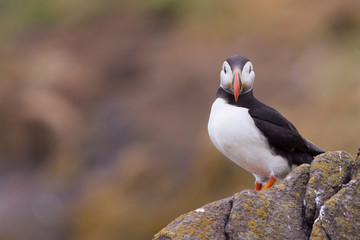 Puffin ( Fratercula arctica ) on a rock looking at the viewer
