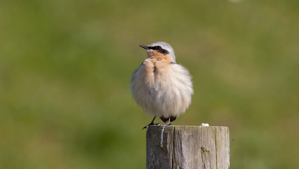 Wheatear on a post
