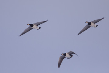 Barnacle Goose (Branta leucopsis) in flight