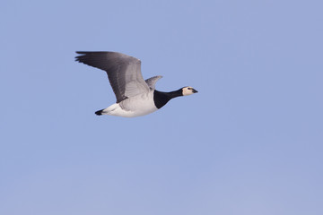Barnacle Goose in flight