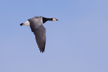Barnacle Goose in flight