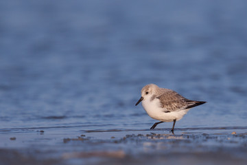 A Sanderling (Calidris alba) foraging in shallow water