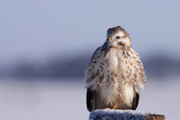 Buzzard (buteo buteo)