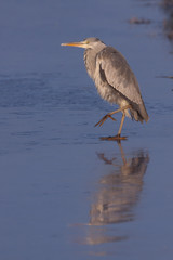 Grey heron on ice