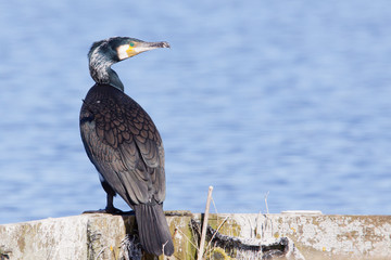 Cormorant sitting on the side of a lake