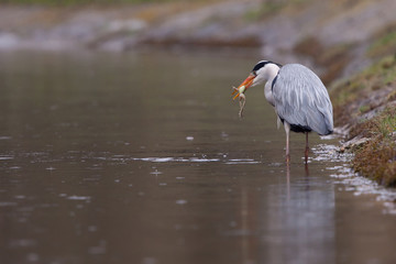 Grey Heron with a frog in its beak
