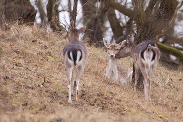 Fallow-deer (Dama dama)