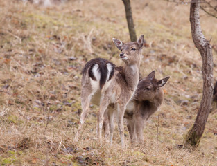 Young fallow-deer