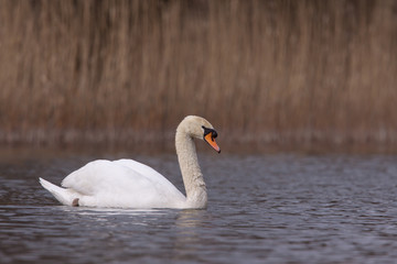 Mute swan swimming in a pond