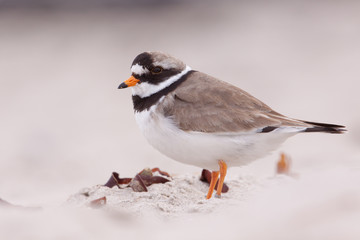 A close-up of a ringed plover
