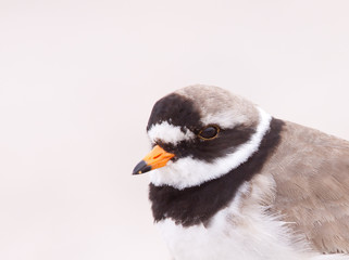 A portrait of a ringed plover