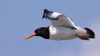 Oystercatcher in flight