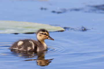 Duckling swimming in water