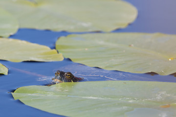 A European pond terrapin in a pond