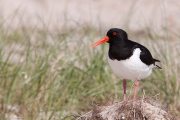 Oystercatcher in a field