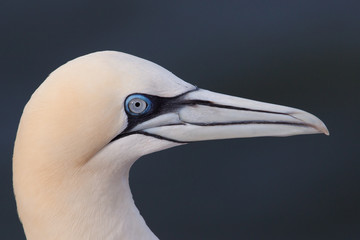 Gannet portrait