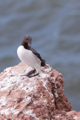 Guillemot on a cliff