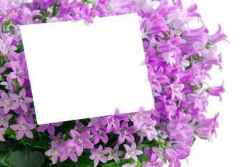 Textfreiraum in Blume