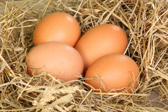 fresh freerange eggs