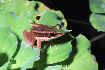 Rana erythraea