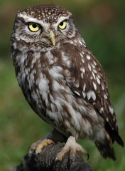 The Little Owl (Athene noctua) - sitting. Portrait.