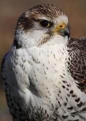 The peregrine falcon (Falco peregrinus) - portrait.