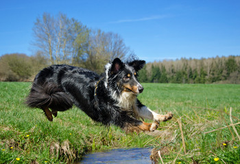 Flying Australian Shepherd Dog