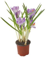 Crocus flower in pot isolated