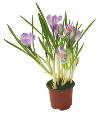 Crocus flower in pot isolated