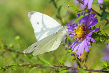 Beautiful Cabbage Butterfly (Pieris brassicae)