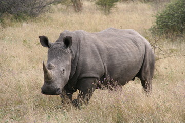 White Rhino, Botswana, Africa, Safari