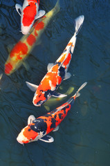 Koi fish