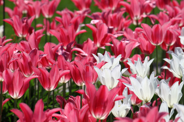 beautiful tulips