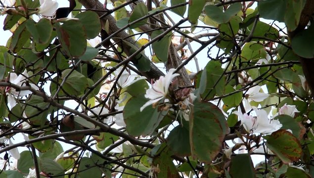 Bauhinia - Orchid tree