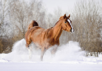 arab stallion in snow