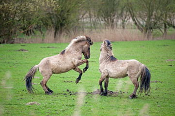 Wild horses in spring © Naj