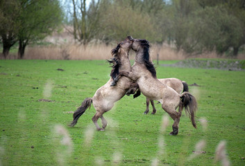 Fototapeta premium Wild horses in spring