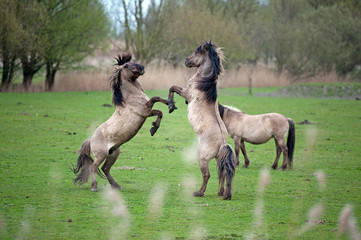 Wild horses in spring © Naj
