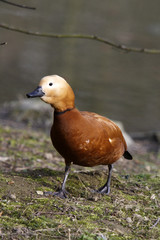 Rostgans