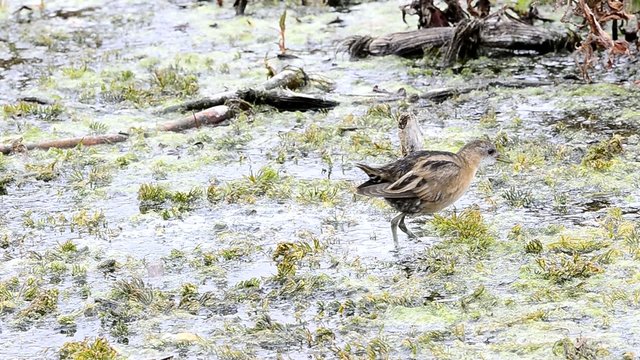 Little Crake (Porzana parva)